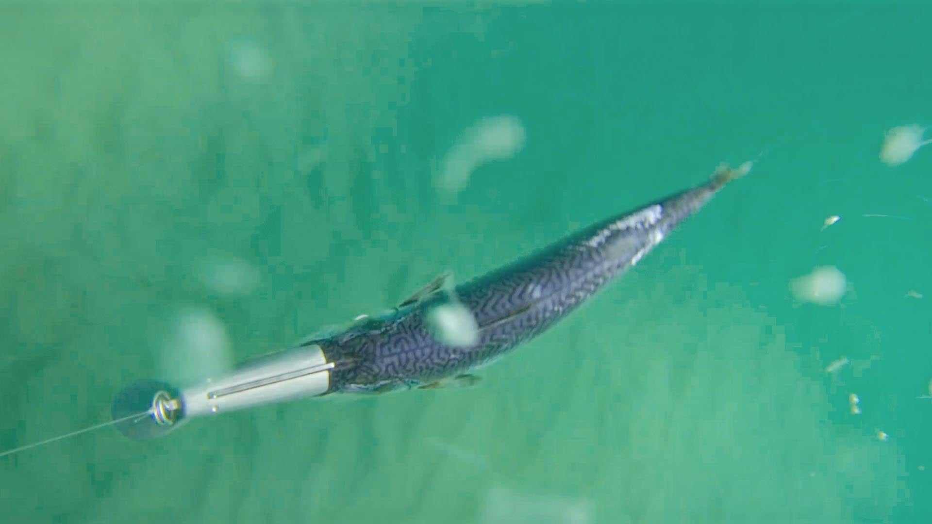 Ultimate Fish Pack - Catch more fish with this ultimate bundle and save big!!!
Get 3 of our Patented Reaper Rig - why not take one of each colour, plus a Bare Reaper Rig and a free pack 